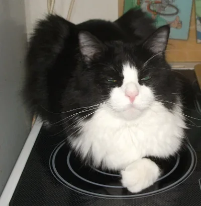 felix.webp