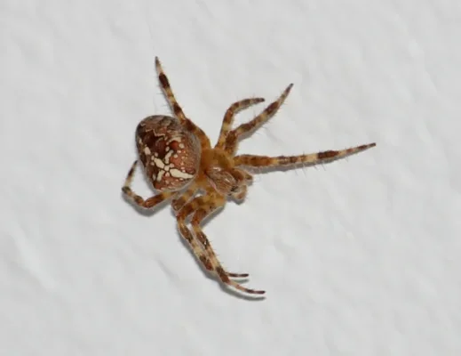 Kreuzspinne.webp