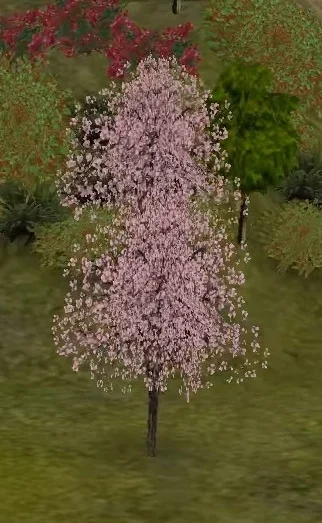 Redbud Tree.webp