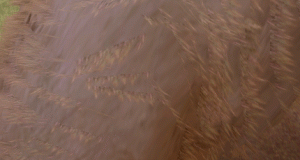 bw2.gif