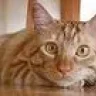 moshi