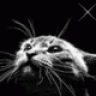 Nightcat