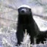 Badger