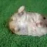 Hamsterbacke