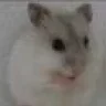 Kikihamster