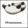 xiongmao