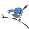 blue_bird