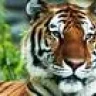 Siberian Tiger