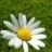 Buttercup